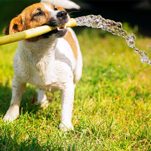 Remember water! but not all water is good for your four-legged friend...