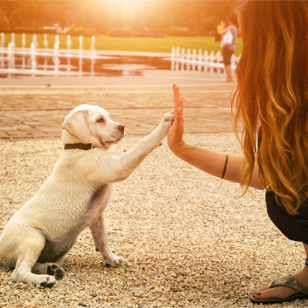 Hvad er det nu lige min hund kan tåle, elle﻿r rettere ikke kan?