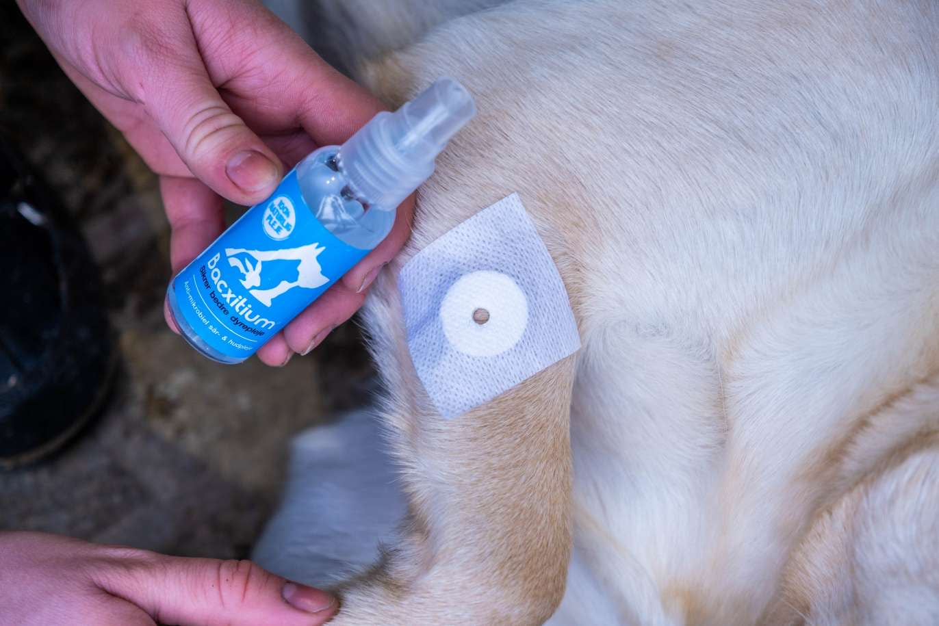 Bacxitium® active patch 6 x 6 cm for dogs & cats