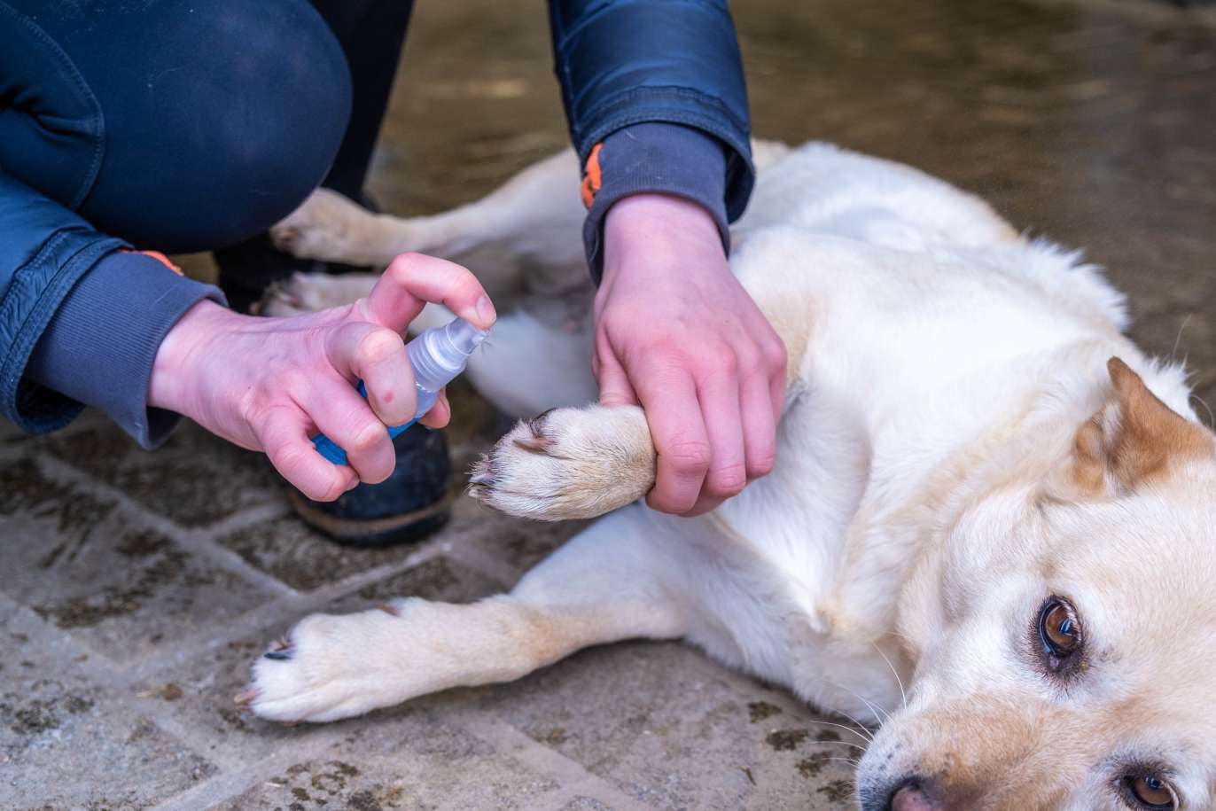 Emergency Kit for dogs and cats