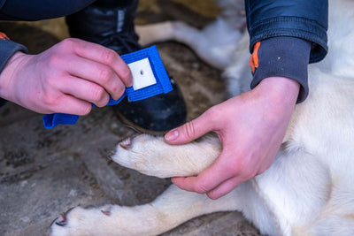 Bacxitium® elastisk forbinding til hunde og katte med absorberende skum