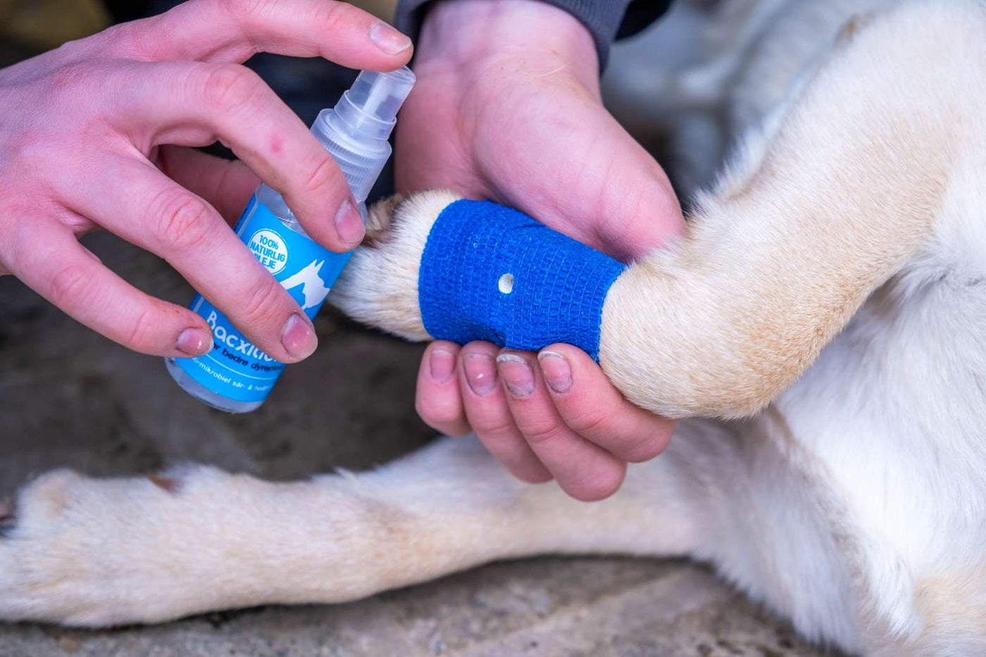 Emergency Kit til hunde og katte